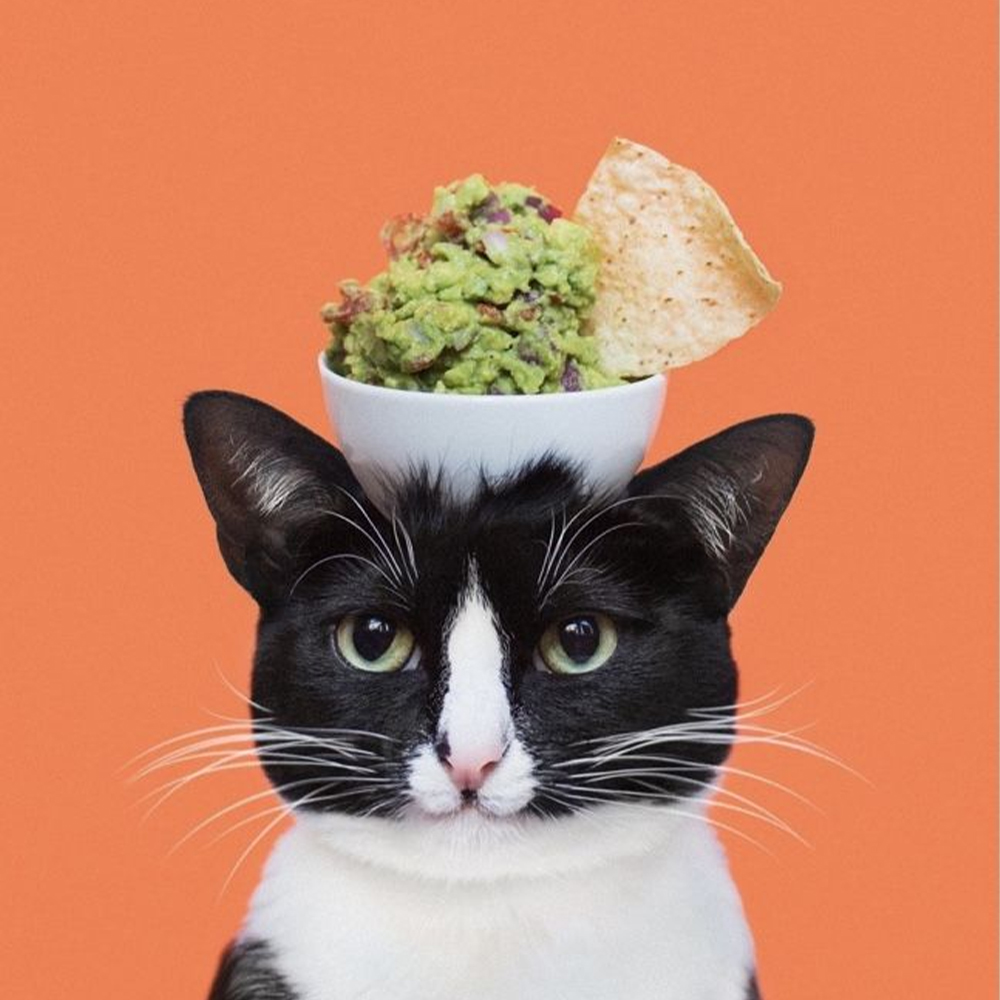 Benebone Ring Durable Dog Chew Toy, Bacon Flavor